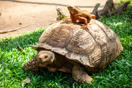 Foto Lizard resting on the shell of a turtle in nature