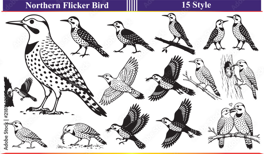 Fototapeta premium Northern Flicker Vector Set in 15 Style