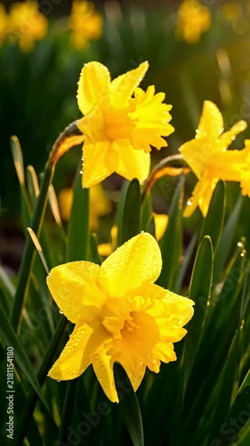 Yellow Daffodils Blooming Sunlight Garden