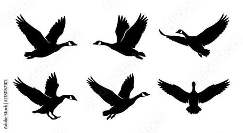 Canada Goose Silhouettes, Flying Bird Vector Set, Wildlife Animal Graphics, Nature Element Collection