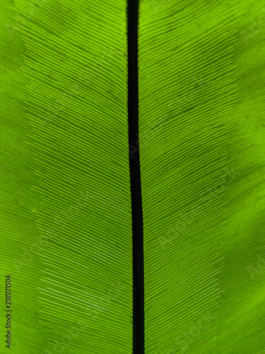 Lush Jungle Leaves