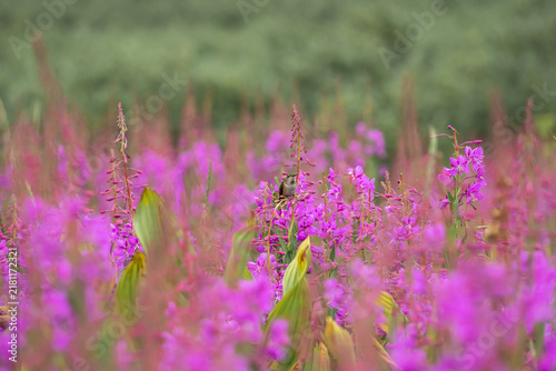 Hummingbird on beautiful mountain pink wildflowers