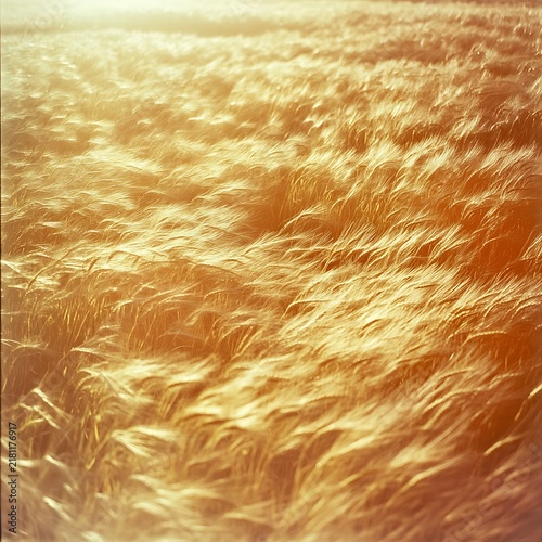 Golden Wheat Field Swaying Gently in the Warm Summer Breeze Under the Sun.
