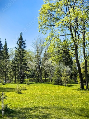 Dandelion flower meadow in a sunny spring park with evergreen trees