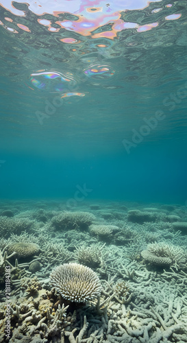 Serene underwater view of a vast coral reef, bathed in natural sunlight filtering from the ocean surface, illustrating the intricate beauty and vulnerable state of marine life