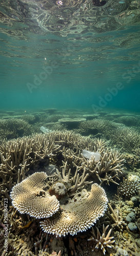 Vibrant Coral Reef Ecosystem Under the Tropical Ocean Surface With Sunlight Filtering Through Clear Water
