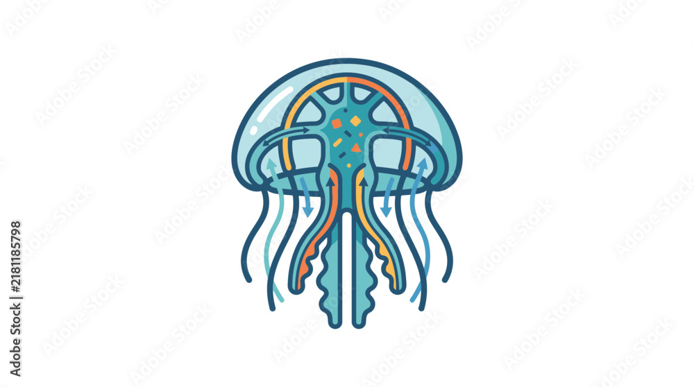 Fototapeta premium Jellyfish internal anatomy diagram with organ labels.
