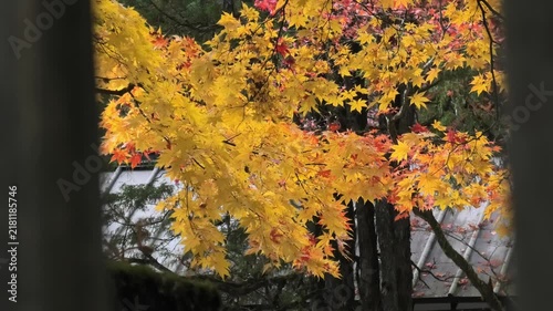 tree in autumn