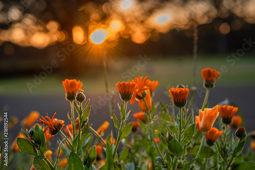 Sunset on a farm 