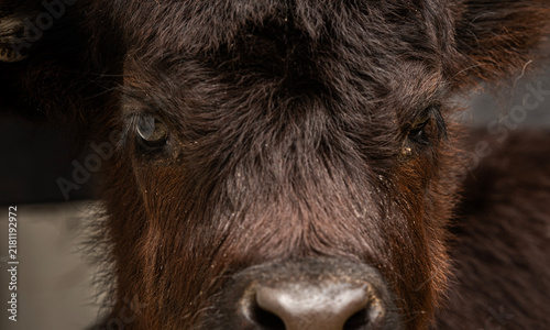 Hollander Calf