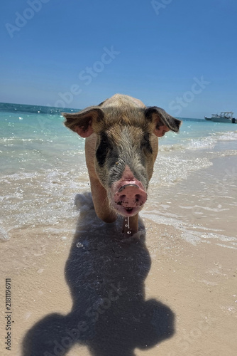 Bahama Pig