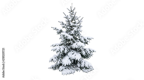 Natural Snowy Pine Tree on Transparent Background