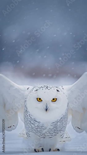 Snowy Owl Flying, Majestic white snowy owl flying directly toward the camera in slow motion, wings moving gracefully, soft snowy background, cinematic wildlife footage