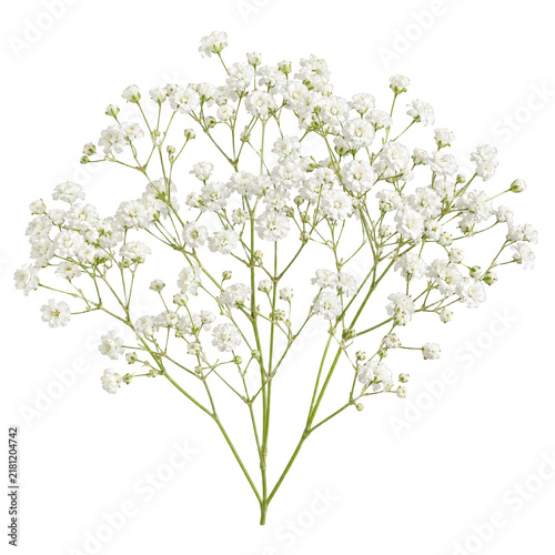 delicate baby's breath cutout isolated illustration on transparent cutout isolated illustration on transparent background