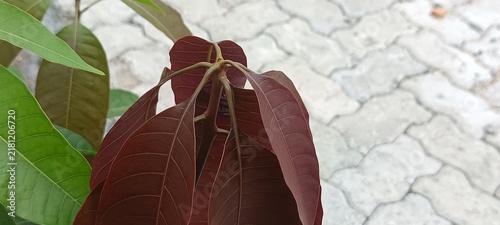 Fotografía The selected region shows tender, newly emerged reddish-brown or purplish leaves that appear to belong to a mango tree (Mangifera indica)