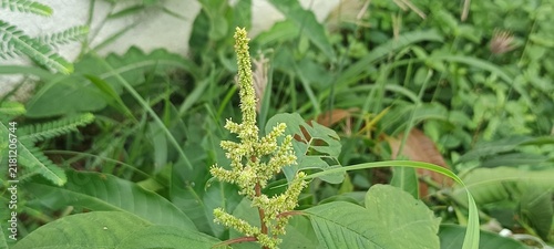 Photography The selected region appears to show a wild amaranth plant (Amaranthus species), which resembles slender amaranth (Amaranthus viridis) or a related wild relative