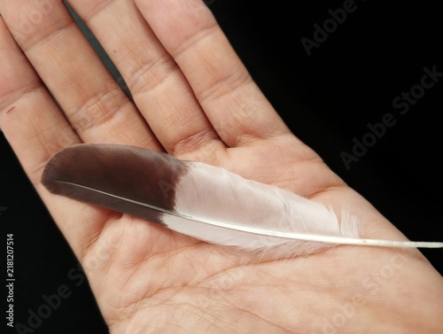 Foto A single bird feather, likely a wing feather, showcasing a distinctive black and white pattern