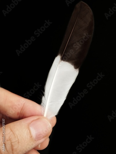 Quadro su tela A single bird feather, likely a wing feather, showcasing a distinctive black and white pattern
