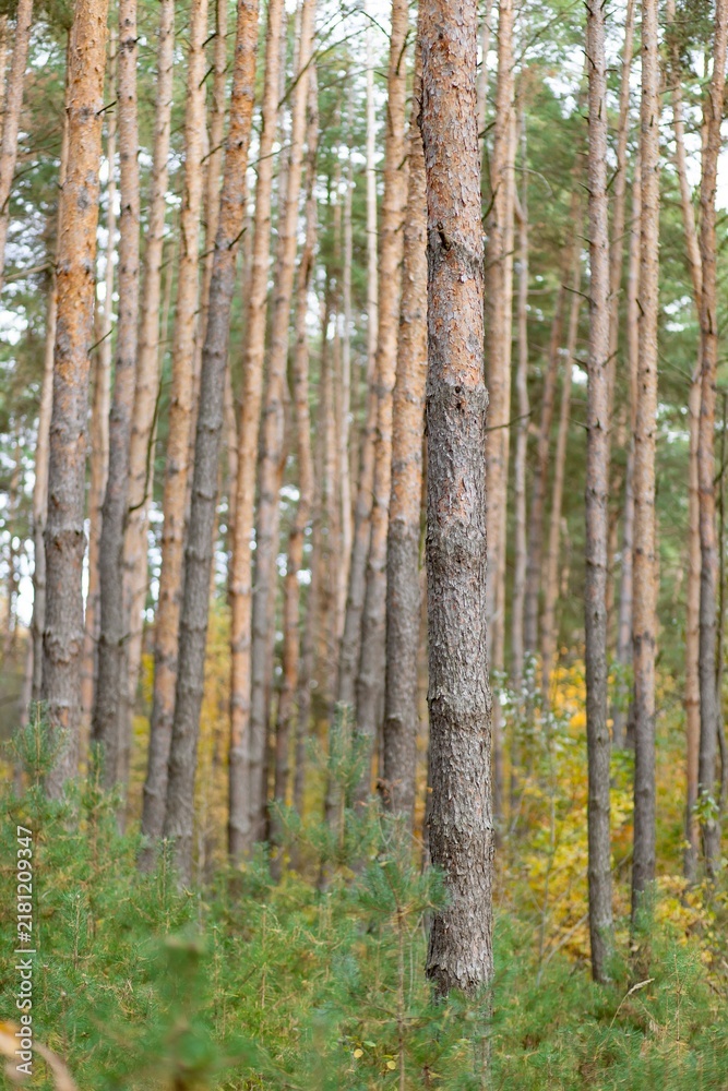 Obraz premium The tall pine trees create a beautiful natural forest scene with green foliage and sunlight filtering through the branches