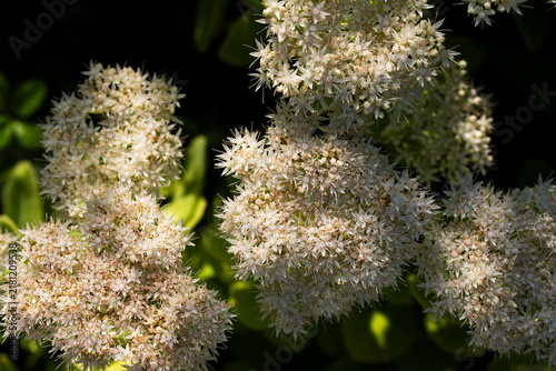 Foto Beautiful white stonecrop sedum flower clusters blooming in a sunlit garden