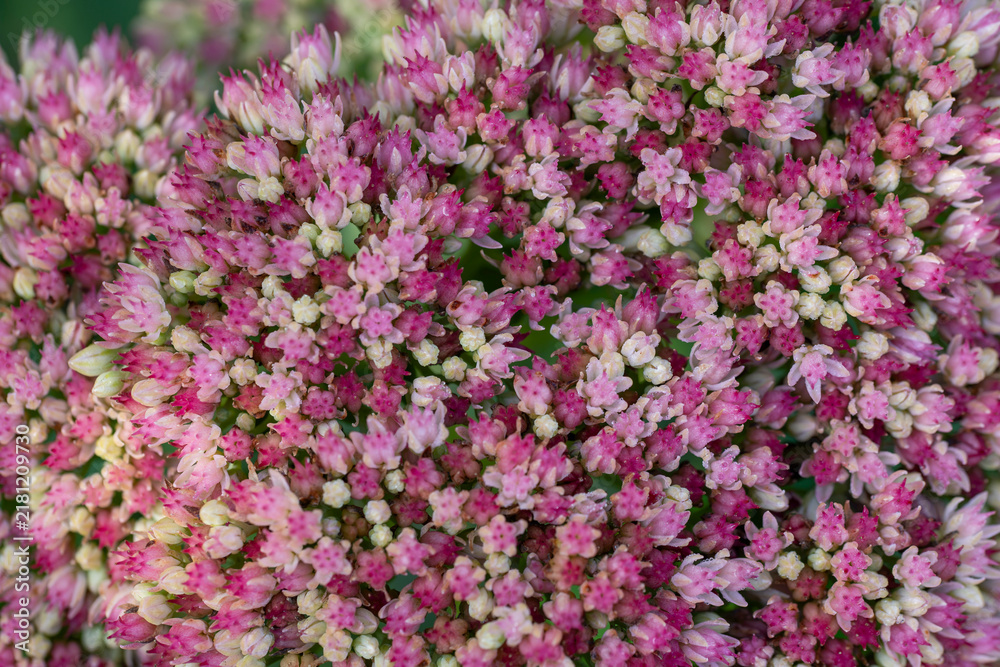 Obraz premium Close-up macro of tiny pink and white stonecrop sedum flowers creating a dense natural texture