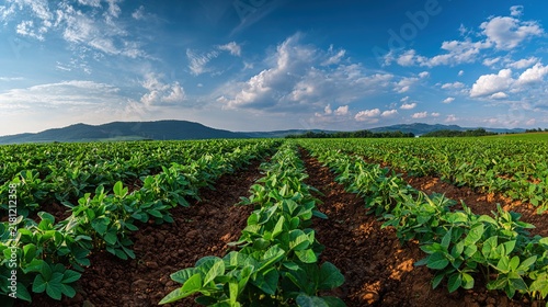 soybean. Soybean farm field under a vast open sky, showcasing rural agricultural scenery. travel magazines, destination branding, designed for outdoor magazines and nature guides, used by professors.
