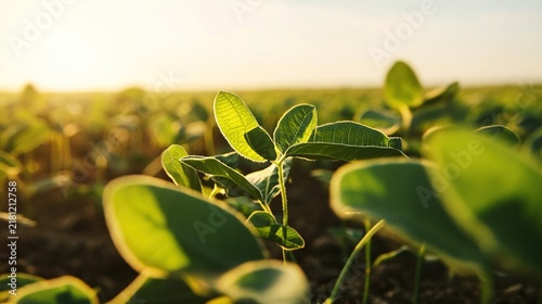 soybean. Soybean farm field under a vast open sky, showcasing rural agricultural scenery. travel magazines, destination branding, designed for outdoor magazines and nature guides, used by professors.
