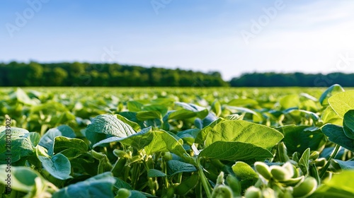 soybean. Soybean farm field under a vast open sky, showcasing rural agricultural scenery. travel magazines, destination branding, designed for outdoor magazines and nature guides, used by professors.