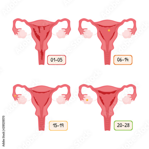 Menstrual Cycle Stages Illustration 