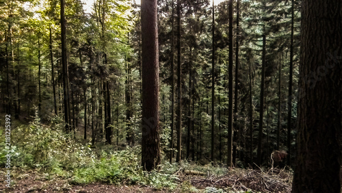 Fotografie Unsurpassed  beautiful green forest in Black Forest of Schwarzwald in the German