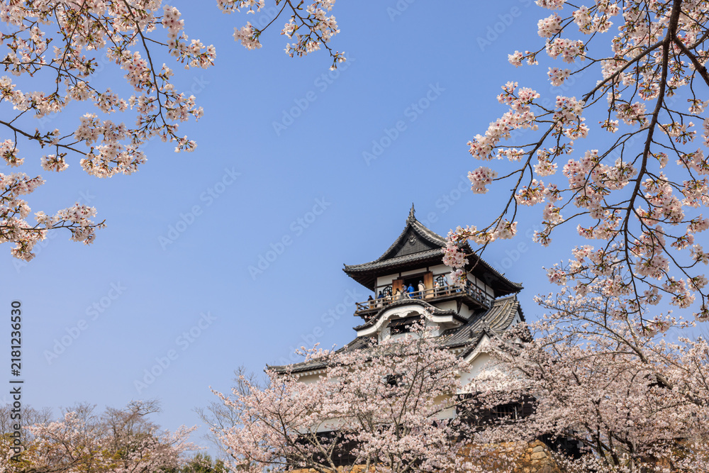 Fototapeta premium 朝の国宝犬山城と桜