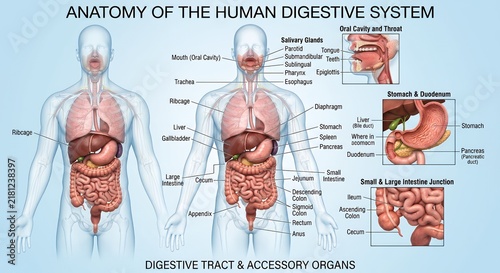 Human Digestive System Anatomy Diagram