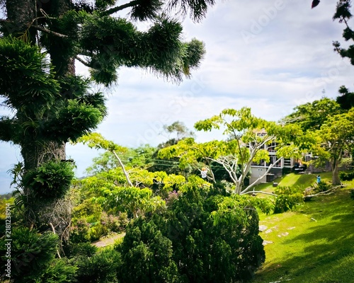 A tall pine tree with people flying fox in the background.