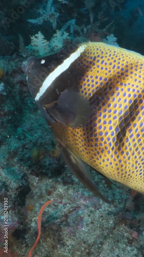 Colorful sixbar angelfish and moorish idol fish on a tropical coral reef, Indonesia, Pomacanthus sexstriatus