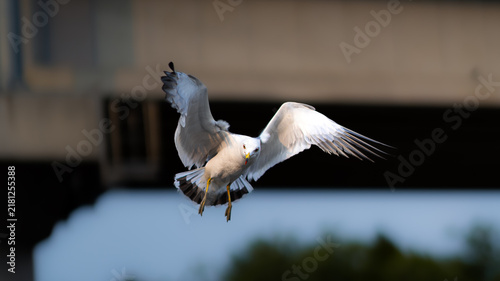 seagull in flight