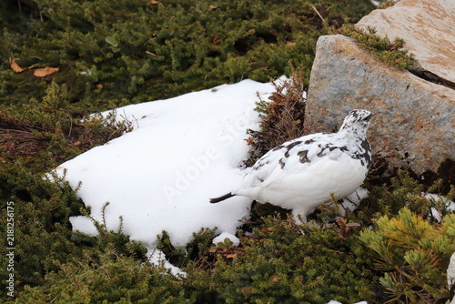 Plakat w ramie 2026年5月立山で撮ったオスの雷鳥