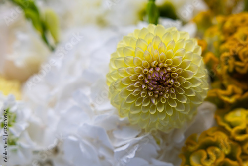 Fotografía Macro view of pale yellow dahlia flower blossom in floral composition with shall