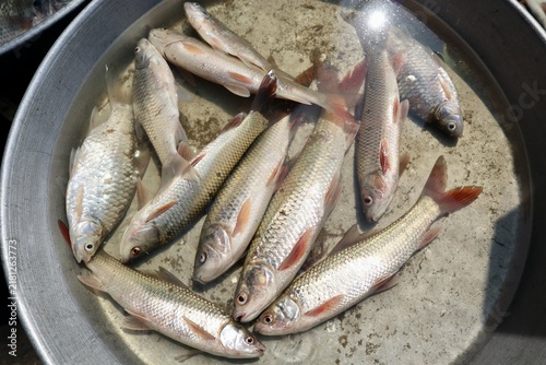 Obraz na płótnie インド コルカタ 大衆魚