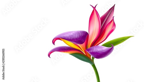 Purple and pink exotic flower bloom isolated on white background with botanical