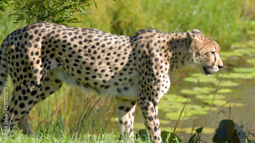 Photography Side Profile of a Cheetah Walking Past a Pond with Lily Pads