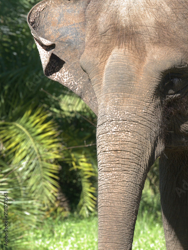Принти на полотні Close Up Portrait of an Asian Elephant with Wrinkled Skin and Trunk