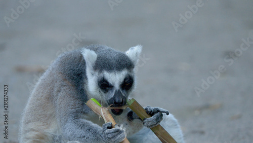 Fotografie Ring-Tailed Lemur Sitting on Ground and Chewing on Bamboo Branch