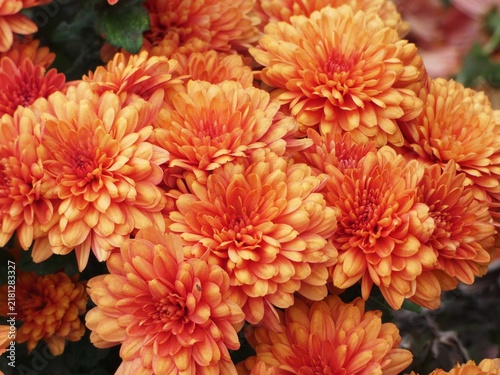Obraz na plátně orange chrysanthemum flowers
