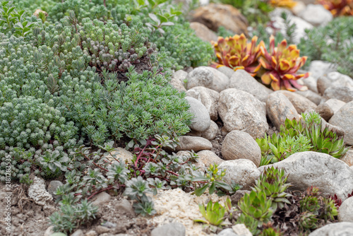 Mix of different stonecrops and houseleeks (Sedum and Sempervium) in a rock garden.