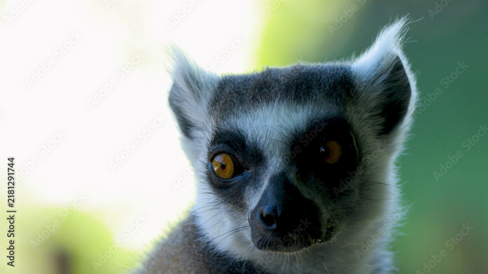 Obraz premium Close Up Portrait of a Ring-Tailed Lemur Looking at Camera