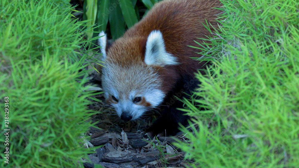 Obraz premium Red Panda Walking Through Lush Green Bamboo Foliage at Australia Zoo