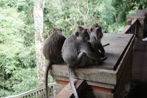 Photography Three long-tailed macaques sit together grooming on a stone ledge above the forest canopy in Ubud, Bali