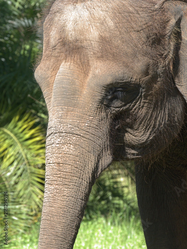 Принти на полотні Close Up Profile of an Asian Elephant with Wrinkled Skin Texture