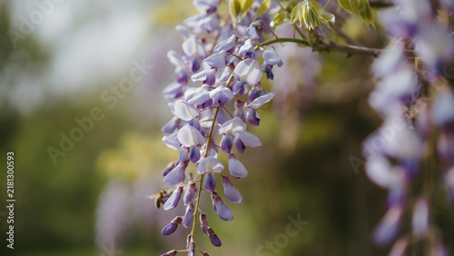 Картината върху платно Purple wisteria flowers hanging from branch in soft sunlight ideal for spring backgrounds