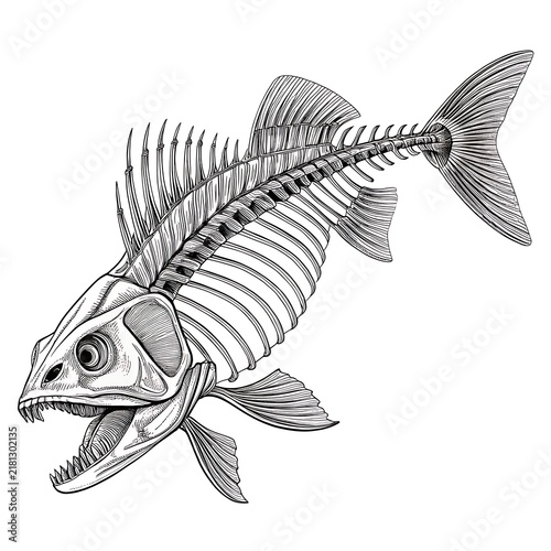 Skeleton of a fish with detailed spine and fins